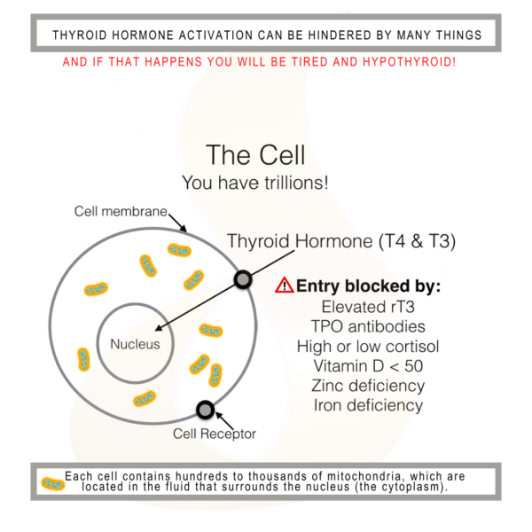 10 Essential Tips For Optimal Thyroid Health A 2024 Update Suzy