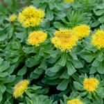 Beat Depression Naturally – Rhodiola to the Rescue