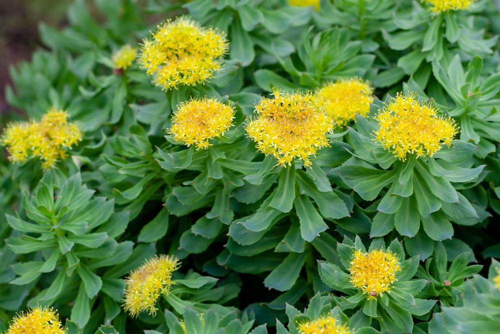 Read more about the article Beat Depression Naturally – Rhodiola to the Rescue