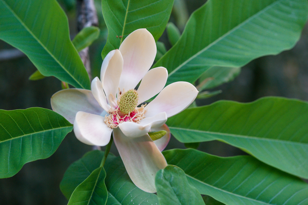 Read more about the article Magnolia Bark Is A Natural Tranquilizer