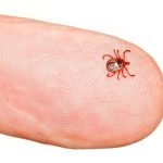 Lyme Disease and Bartonella: More Common Than You Think