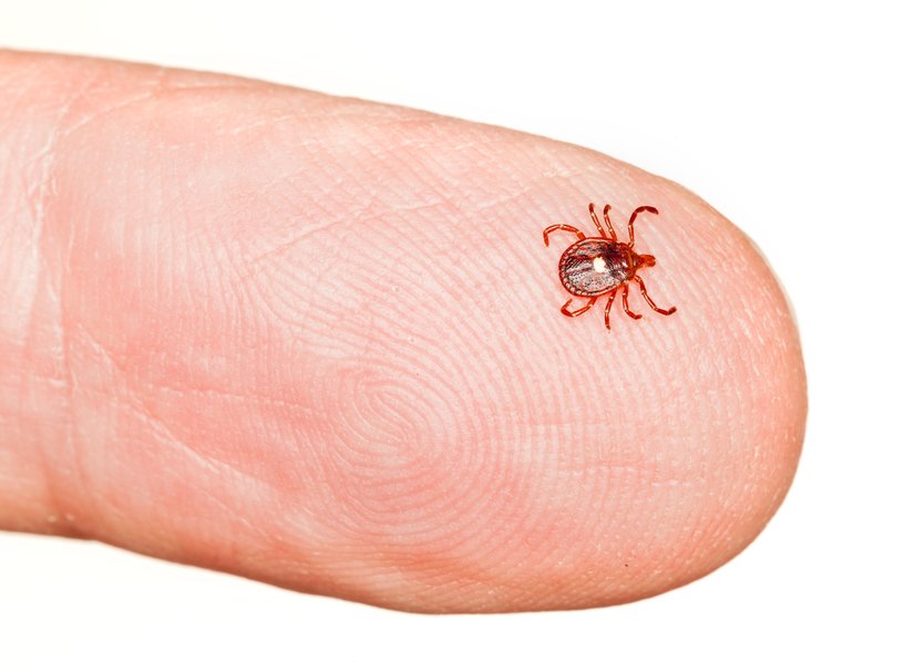 Read more about the article Lyme Disease and Bartonella: More Common Than You Think