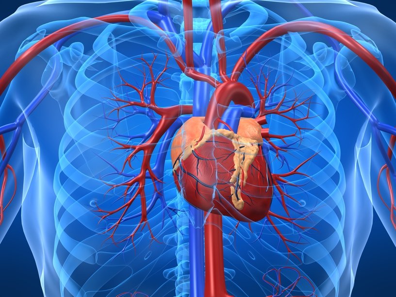 Read more about the article Unclog Your Arteries & Pump Up Your Heart