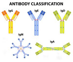 IS Antibodies