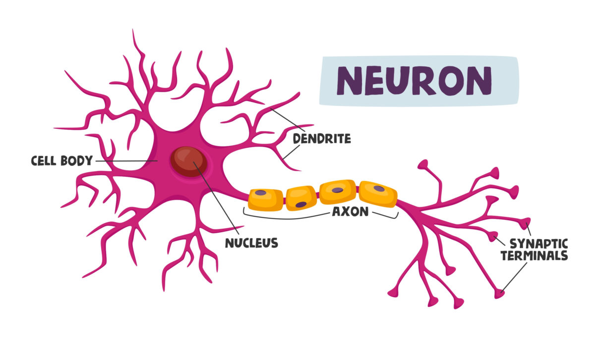 Low Dose Naltrexone Benefits: 7 Things You Should Know! - Suzy Cohen ...