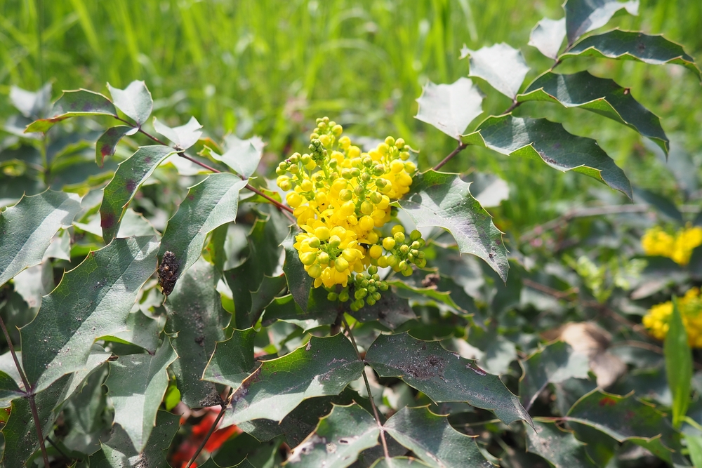 Read more about the article 2 Reasons Berberine Helps Diabetes, Herpes and Brain Injuries