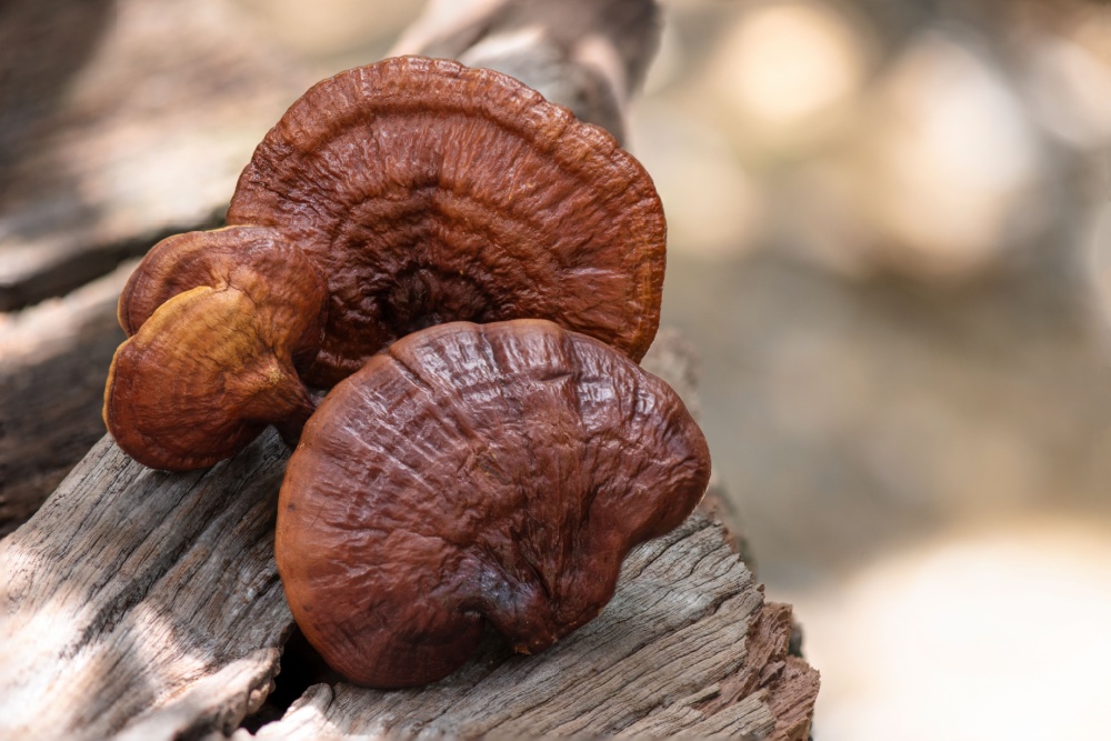 Read more about the article Reishi Mushroom Power – The Plant of Immortality