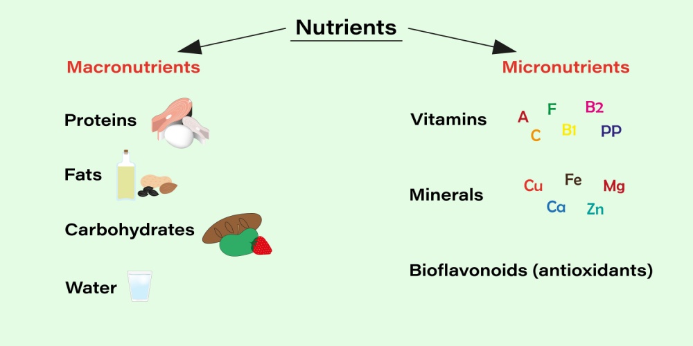 Macronutrients Micronutrients