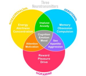 Neurotransmitters-3 of them showing dopamine, serotonin and norepinephrine
