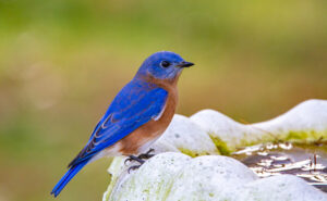 Image of Blue Bird in Bird Bath