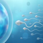 3 Reasons DHEA Optimizes Health and Improves Fertility