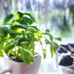 Holy Basil is the Elixir of Life
