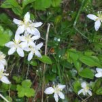 Coptis May Help MARCoNS, Hashi and Diabetes