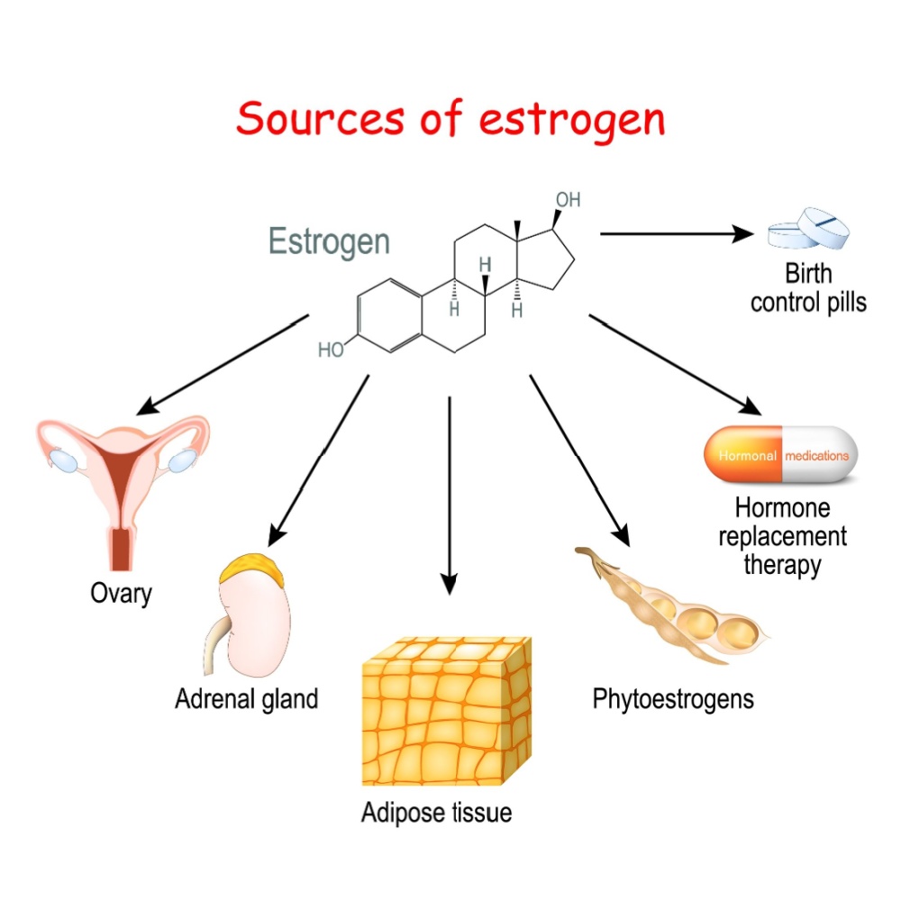 Estrogen-Sources