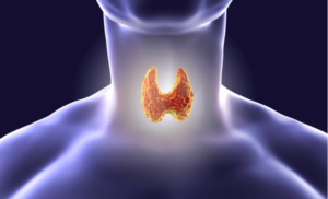 boost your thyroid naturally