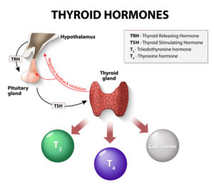 Thyroid Hormone and Thyroid Gland