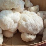 3 Outstanding Ways Lion’s Mane Mushroom Supports Brain Power