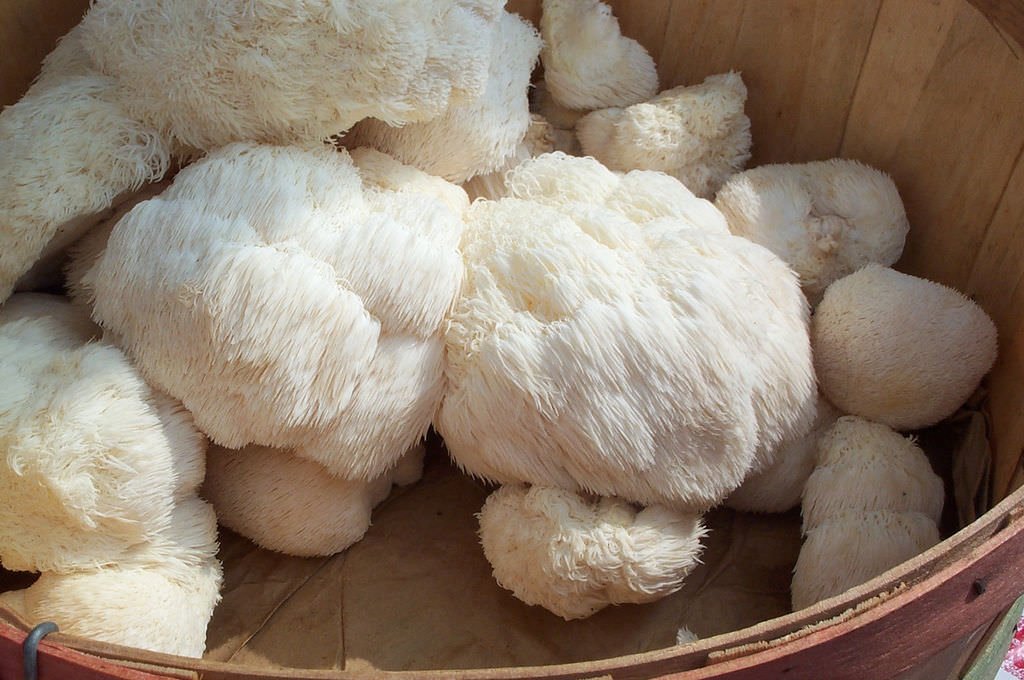 Read more about the article 3 Outstanding Ways Lion’s Mane Mushroom Supports Brain Power