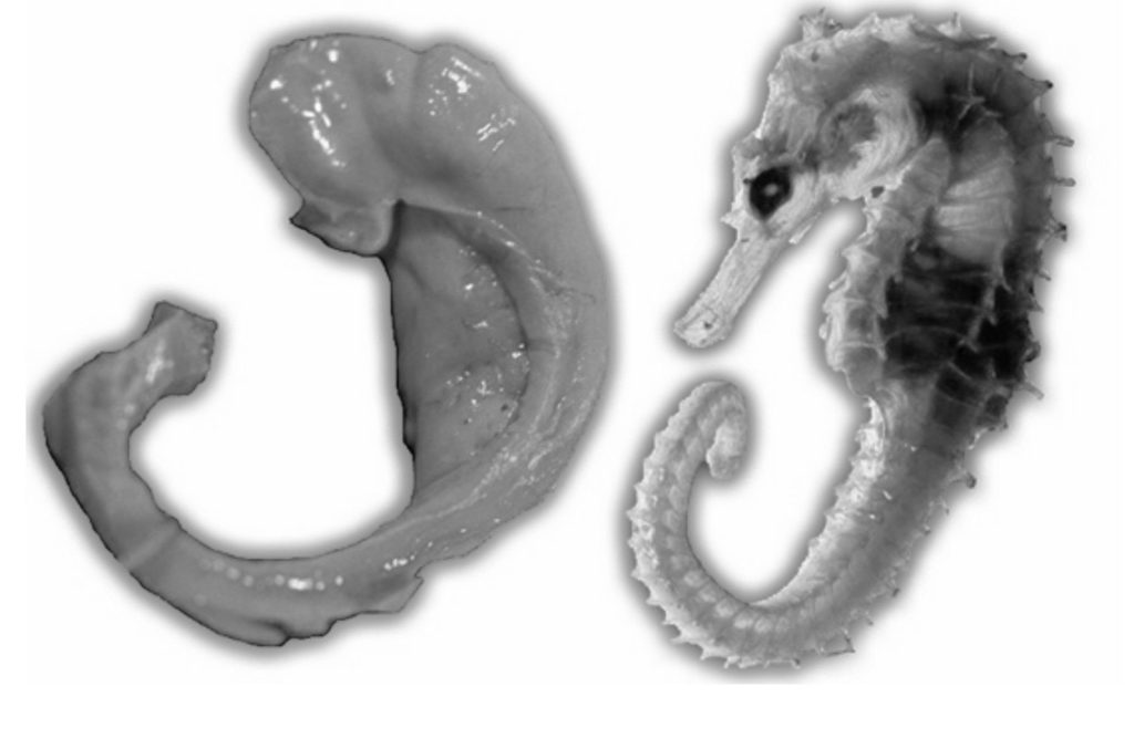 Lion’s Mane Helps Your Brain Suzy Cohen suggests ways to heal