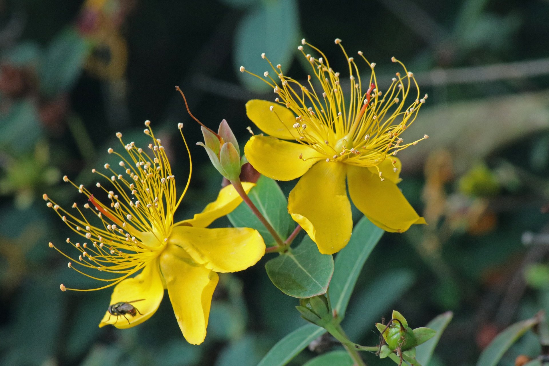 St John's wort flower