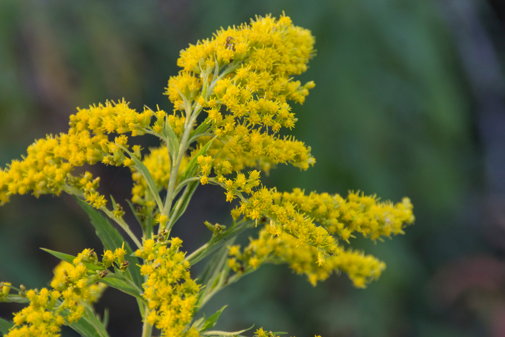 2 Surprising Connections Between Stevia and Ragweed - Suzy Cohen, RPh ...