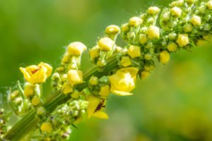 mullein