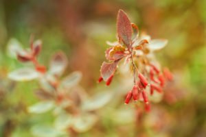 Berberis