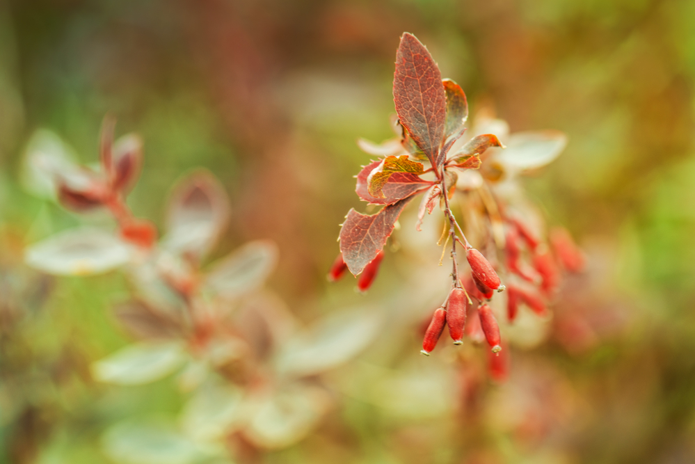 Read more about the article Berberine Helps with Brain-Related Disorders