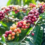 Coffee’s Unique Impact on Weight, Mood and Cancer