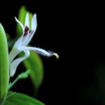 How Andrographis Supports Immune Function