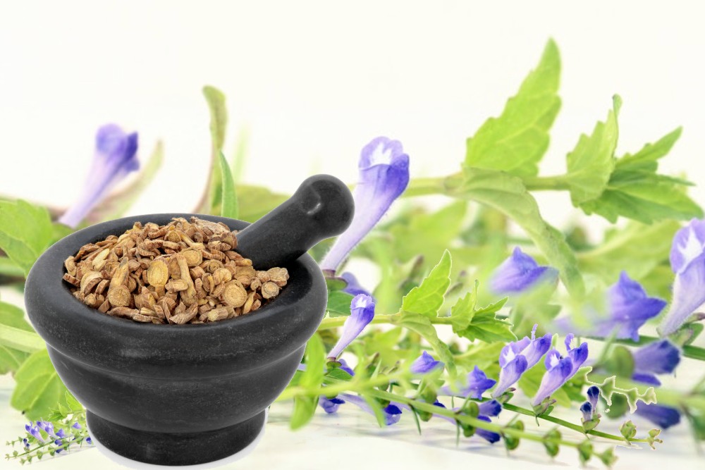 Read more about the article Skullcap – An Intriguing Potent Herb