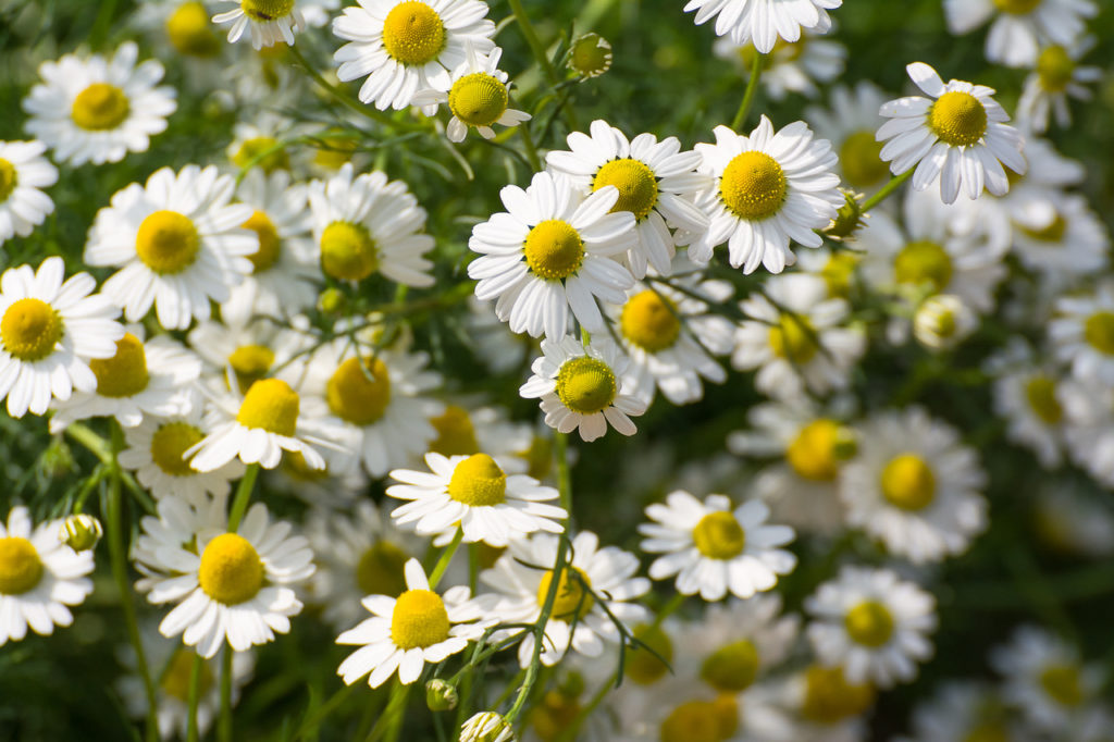 Chamomile Helps Arthritis, Blood Thinning and Oral Pain Suzy Cohen