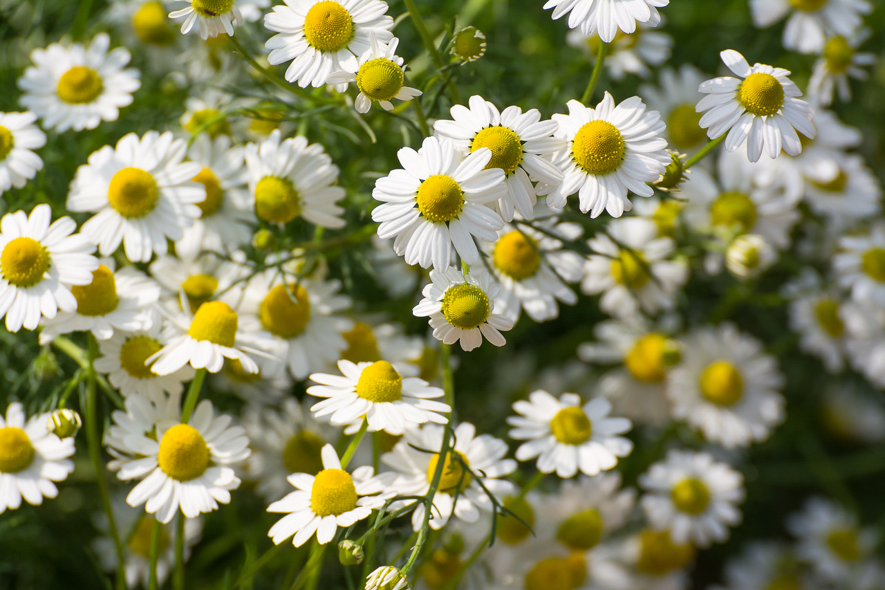 Read more about the article Chamomile Helps Arthritis, Blood Thinning and Oral Pain