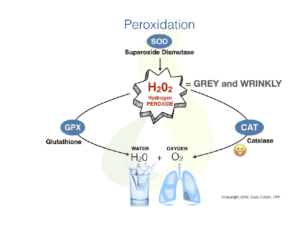 Catalase Neutralizes Peroxide