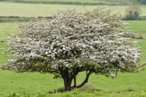 Hawthorn tree