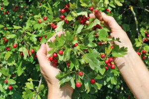 Hawthorn berries on a tree
