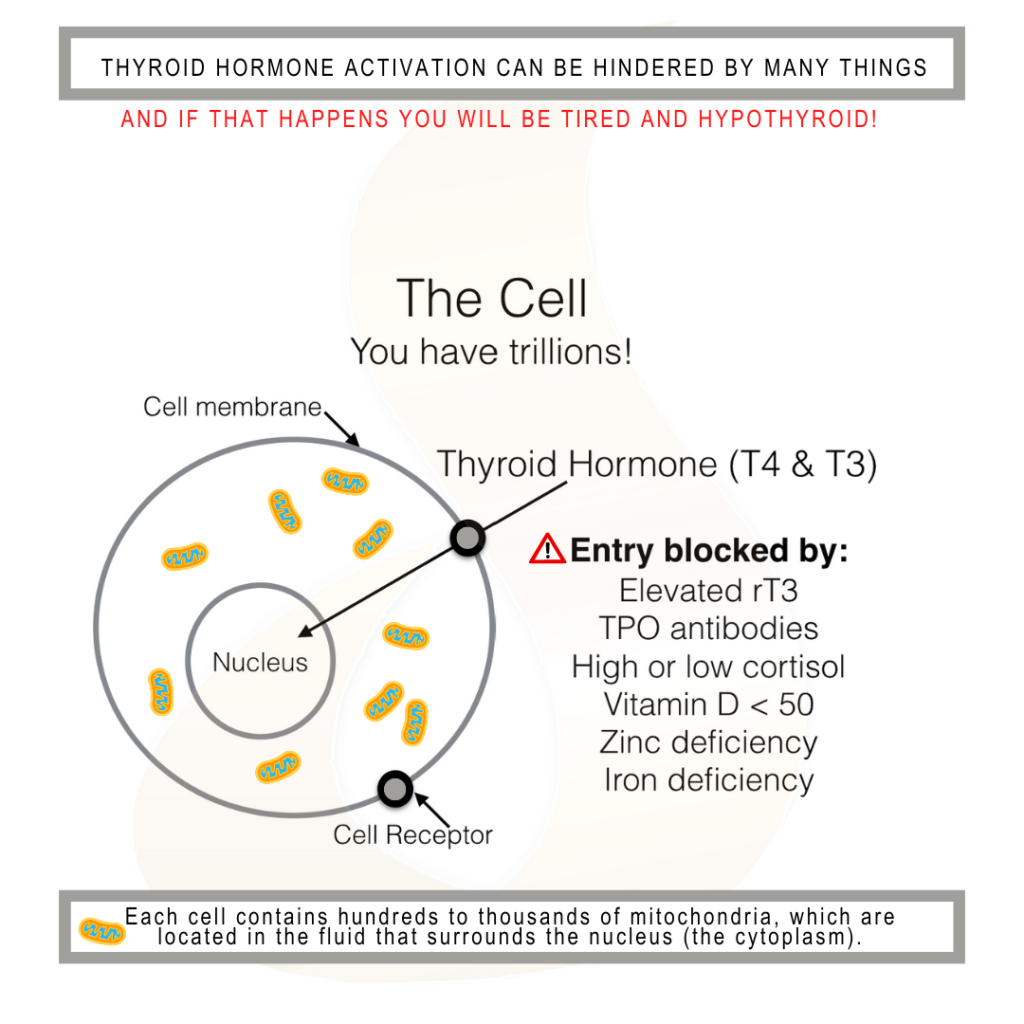 Cell ThyroidHormone 2022