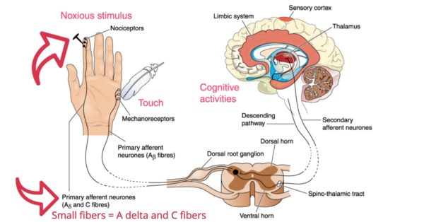 Small Fiber Neuropathy Causes And Treatment Suzy Cohen Rph Offers Natural Remedies To Help