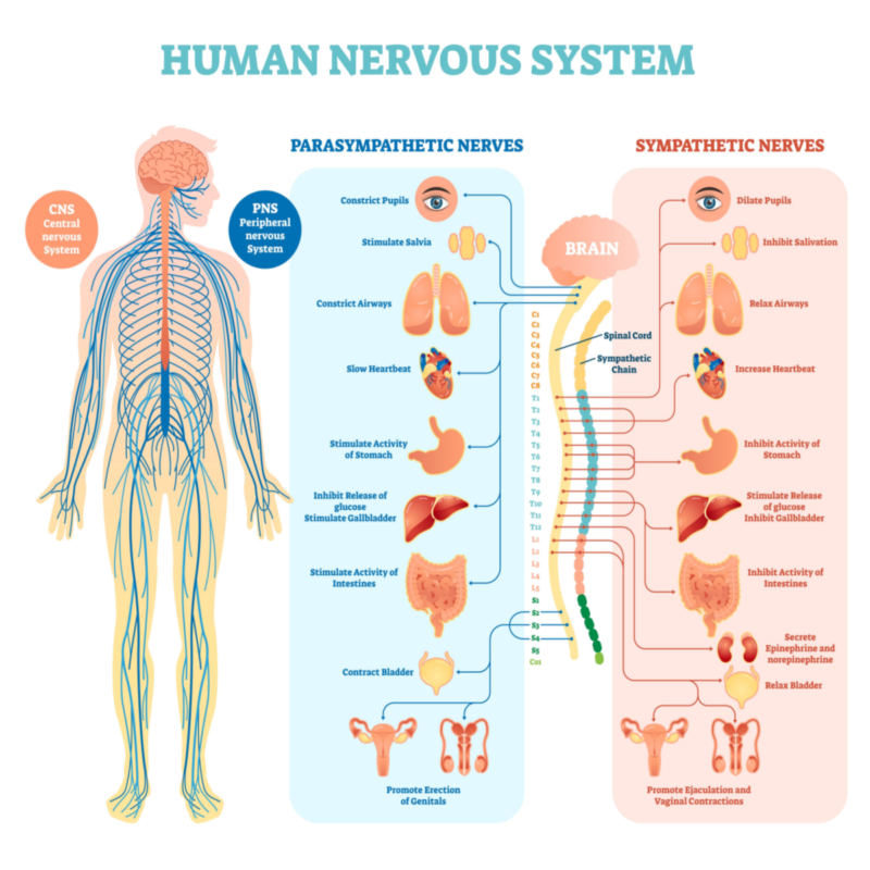 Small Fiber Neuropathy Causes And Treatment Suzy Cohen Rph Offers Natural Remedies To Help