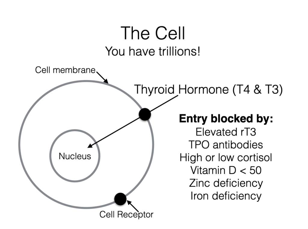 Thyroid-Cell-Entry