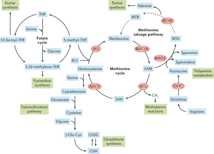 glutathione cycles