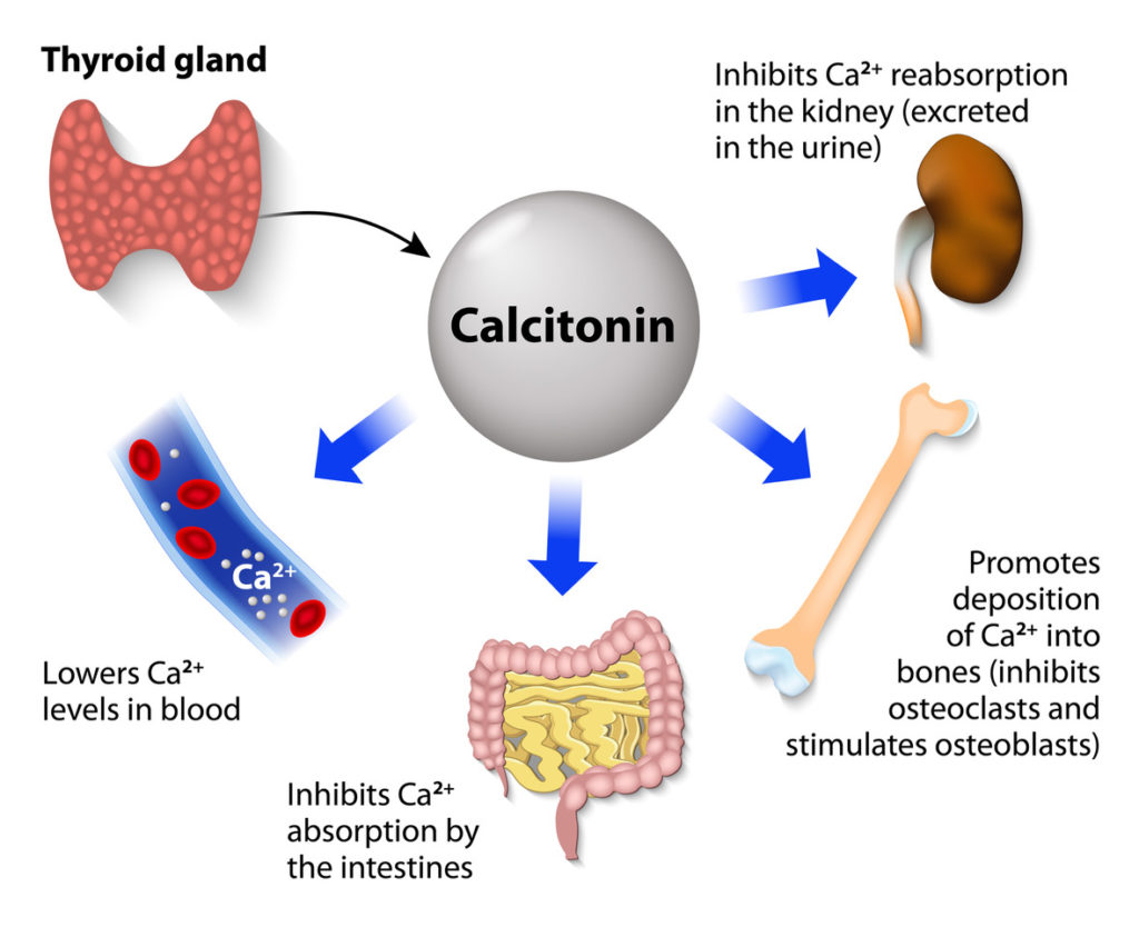 Calcium and Hypercalcemia Treatment Options