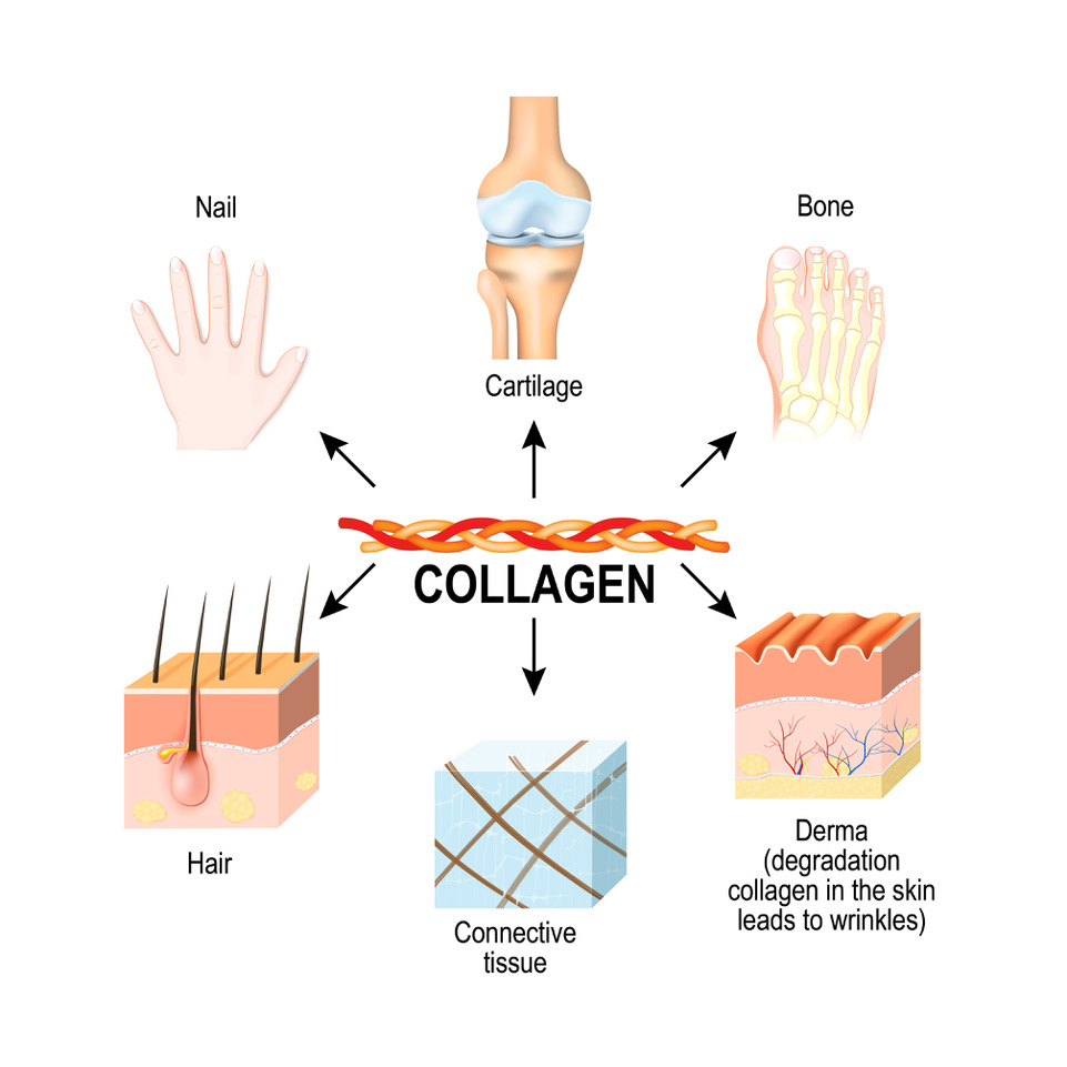 Collagen for nails, cartilage, bone, hair, and more.