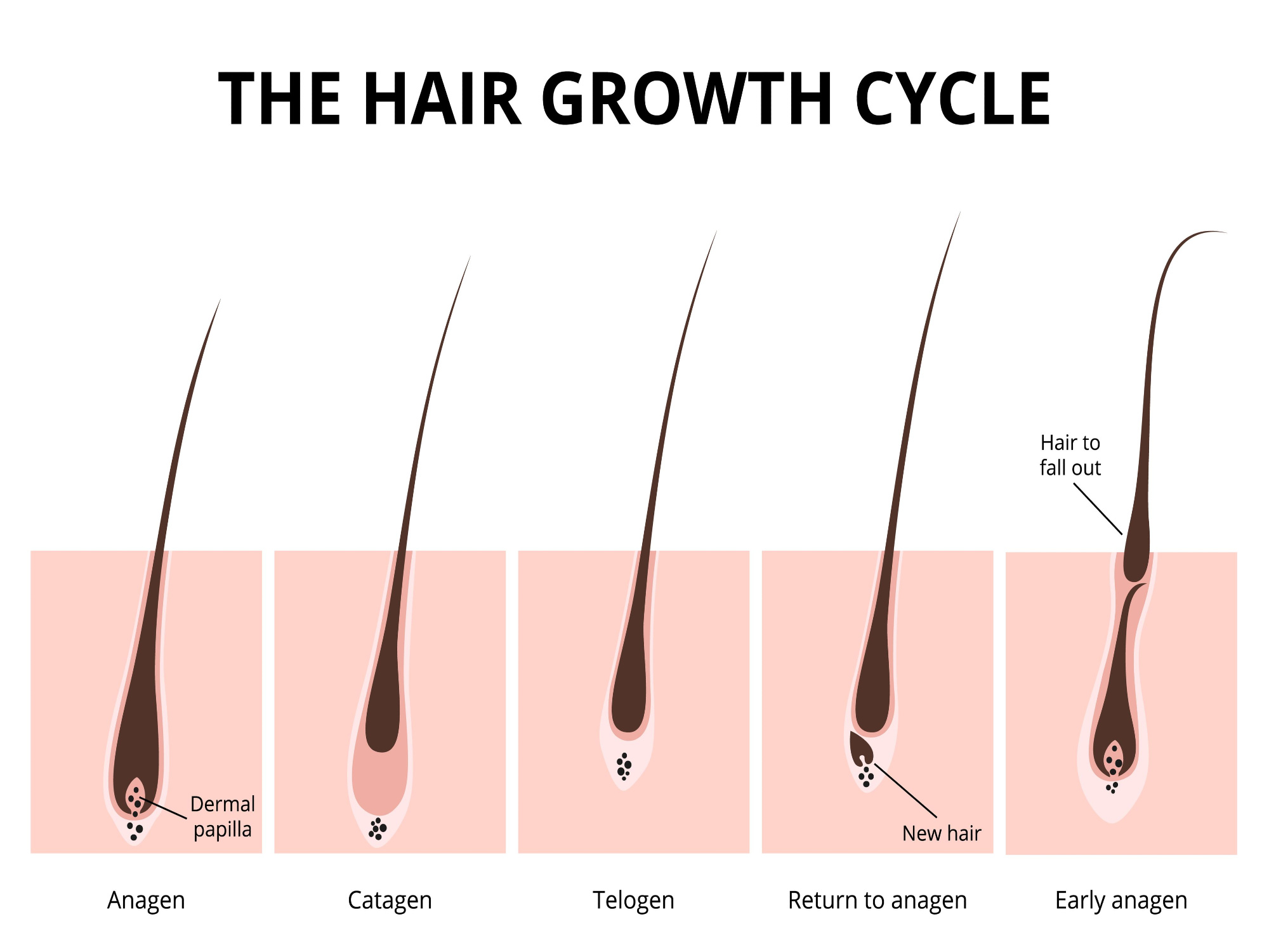 Hair growth cycle and telogen