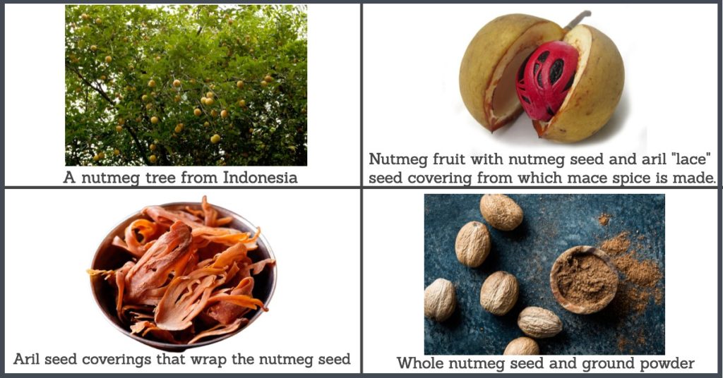 Nutmeg Tree and Mace 1