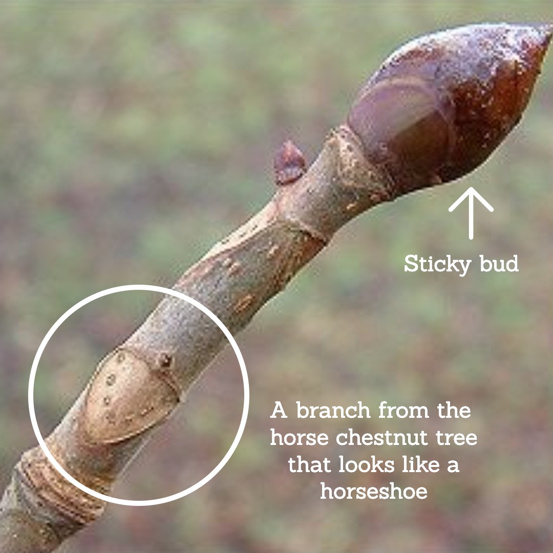 Horse Chestnut Herb Has 4 Great Benefits