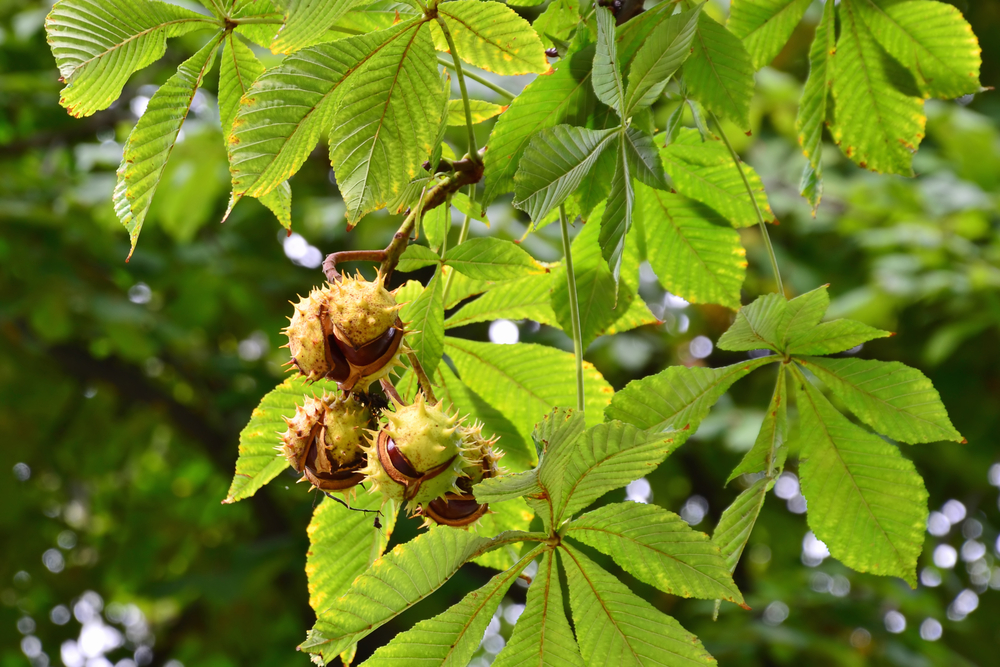 Read more about the article Horse Chestnut Herb Has 4 Great Benefits