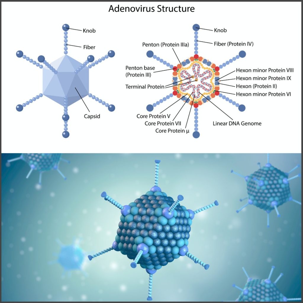 Adenovirus Structure