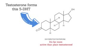 Testosterone forms dihydrotestosterone 5DHT
