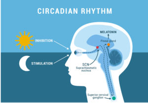 How circadian rhythm is impacted by light